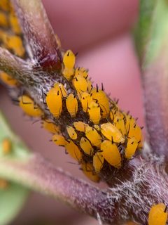 Aphis nerii 160286274 by Leonel Roget. Used under a CC BY 4.0 license.