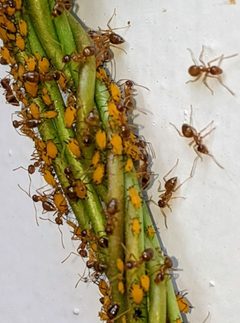 Aphis nerii 167829430 by Joe. Used under a CC BY 4.0 license.