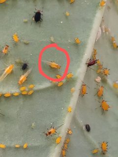 Aphis nerii 172098885 by Laura Veronica Bianchi. Used under a CC BY-SA 4.0 license.