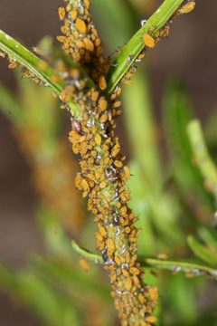 Aphis nerii 174846249 by Andrew Meeds. Used under a CC BY 4.0 license.