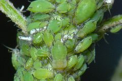 Aphis pomi colony on crab apple in East Sussex by InfluentialPoints. Used under a CC BY 3.0 license.
