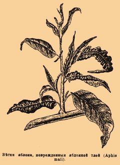 Brockhaus-Efron Aphis mali by Брокгауз и Ефрон. Used under a Public domain license.