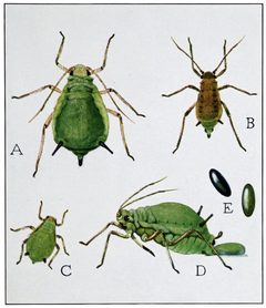 Insects - Their Ways and Means of Living - Plate 2 by https://en.wikisource.org/wiki/Page:Insects_-_Their_Ways_and_Means_of_Living.djvu/187. Used under a Public domain license.