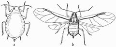 Life-story of insects 06fig Aphis pomi by wikipedia. Used under a Public domain license.