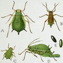 Snodgrass Aphis pomi by wikipedia. Used under a Public domain license.