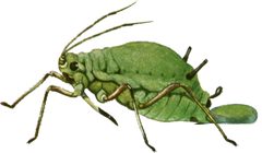 Snodgrass Aphis pomi D cropped white background by R. E. Snodgrass. [2]. Used under a CC0 license.