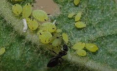 Aphis spiraecola.2 by Marco de Haas. Used under a CC BY-SA 4.0 license.