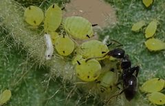 Aphis spiraecola.3 by Marco de Haas. Used under a CC BY-SA 4.0 license.