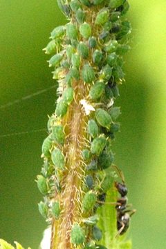 Aphis.urticata.-.lindsey by James K. Lindsey. Used under a CC BY-SA 3.0 license.
