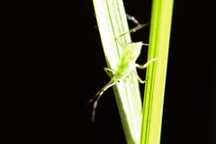 Hyalopterus.pruni by James K. Lindsey. Used under a CC BY-SA 3.0 license.
