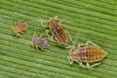 Hyalopterus pruni 49622096 by Gilles San Martin. Used under a CC BY-SA 4.0 license.
