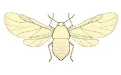 Melanaphis bambusae from CSIRO by Unknown authorUnknown author. Used under a Public domain license.
