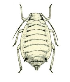 Melanaphis sacchari from CSIRO by Unknown authorUnknown author. Used under a Public domain license.