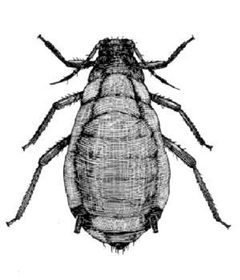 Rhopalosiphum maidis from CSIRO by Unknown authorUnknown author. Used under a Public domain license.