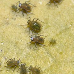 Rhopalosiphum nymphaeae by Reiner Jakubowski. Used under a CC BY-SA 4.0 license.