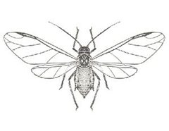 Rhopalosiphum nymphaeae from CSIRO by Unknown authorUnknown author. Used under a Public domain license.