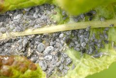 Brevicoryne brassicae.-.lindsey by James K. Lindsey. Used under a CC BY-SA 3.0 license.