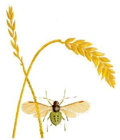 Rhopalosiphum padi by wikipedia. Used under a Public domain license.