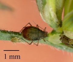 Rhopalosiphum padi 44134151 by Jesse Rorabaugh. Used under a CC0 license.