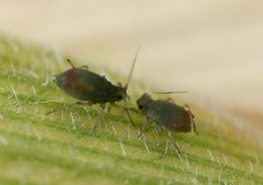 Rhopalosiphum padi 5471106 by Adam Sisson, Iowa State University, Bugwood.org. Used under a CC BY 3.0 license.