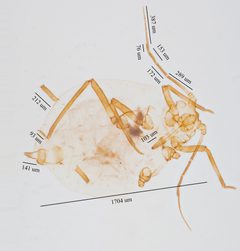 Rhopalosiphum padi 8463442 by Jesse Rorabaugh. Used under a CC0 license.