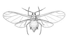 Rhopalosiphum padi usda by Steyskal, George C; Murphy, William L., Jr; Hoover, Edna M for USDA. Used under a Public domain license.