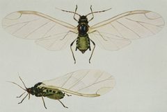 Snodgrass Rhopalosiphum prunifoliae by wikipedia. Used under a Public domain license.