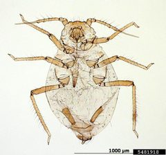 5481918-PPT by Brendan Wray, AphID, USDA APHIS PPQ, Bugwood.org. Used under a CC BY 3.0 license.