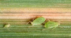 Schizaphis graminum oat usda by Kent Loeffler. Used under a Public domain license.