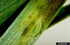 Schizaphis graminum on triticum aestivum by Frank Peairs, Colorado State University, Bugwood.org. Used under a CC BY 3.0 license.