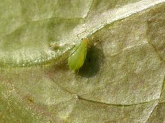 Acyrthosiphon lactucae 5083075 by Whitney Cranshaw, Colorado State University. Used under a CC BY 3.0 us license.