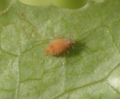 Acyrthosiphon lactucae 5083077 by Whitney Cranshaw, Colorado State University. Used under a CC BY 3.0 us license.