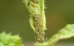 Acyrthosiphon lactucae 5369811 by Whitney Cranshaw, Colorado State University. Used under a CC BY 3.0 us license.