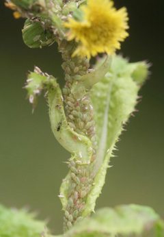 Acyrthosiphon lactucae 5369812 by Whitney Cranshaw, Colorado State University. Used under a CC BY 3.0 us license.