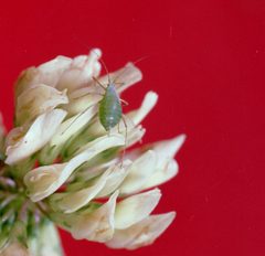 Acyrthosiphon pisum 1234068 by Clemson University - USDA Cooperative Extension Slide Series,. Used under a CC BY 3.0 us license.