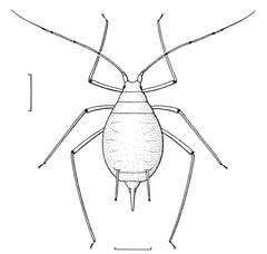 HEMI Aphididae Acyrthosiphon pisum by Desmond W. Helmore
. Used under a CC BY 4.0 license.