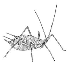 HEMI Aphididae Acyrthosiphon pisum-kondoi by Desmond W. Helmore
. Used under a CC BY 4.0 license.