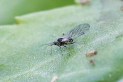 Brachycaudus helichrysi - inat 76731441 by {{{name}}}. Used under a CC BY 4.0 license.
