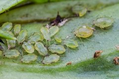 Brachycaudus helichrysi - inat 76731451 by {{{name}}}. Used under a CC BY 4.0 license.