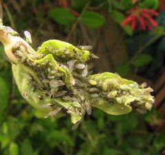 Hyadaphis leaf damage by Beatriz Moisset. Used under a CC BY-SA 4.0 license.