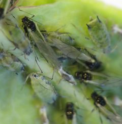 Hyadaphis winged adults by Beatriz Moisset. Used under a CC BY-SA 4.0 license.