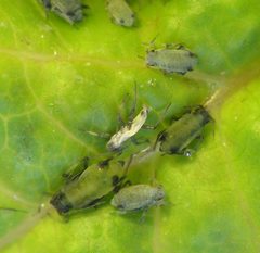 Hyadaphis wingless adults by Beatriz Moisset. Used under a CC BY-SA 4.0 license.