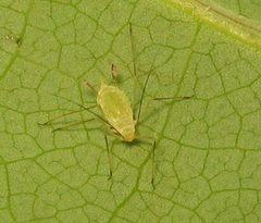 Illinoia liriodendri by Beatriz Moisset. Used under a CC BY-SA 4.0 license.