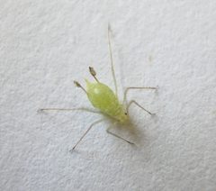 Illinoia liriodendri. 2 by Beatriz Moisset. Used under a CC BY-SA 4.0 license.