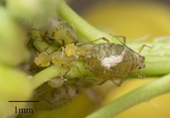 Lipaphis pseudobrassicae by Jesse Rorabaugh. Used under a CC0 license.