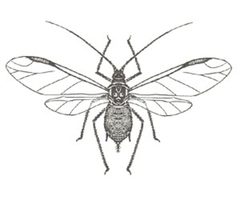 Macrosiphoniella sanborni from CSIRO by Unknown authorUnknown author. Used under a Public domain license.