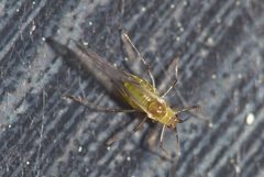 2011-04-10 Insecto - Santiago de Compostela by Luis Miguel Bugallo Sánchez (lmbuga). Used under a CC BY-SA 3.0 license.