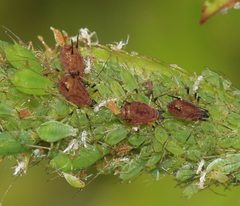 Macrosiphum sp. aphids on rose - Flickr - S. Rae by S. Rae from Scotland, UK. Used under a CC BY 2.0 license.