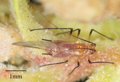 Macrosiphum gaurae by Jesse Rorabaugh. Used under a CC0 license.