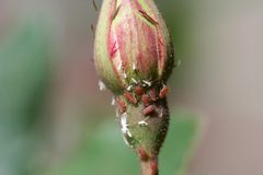 Macrosiphum rosae 5422190 by Whitney Cranshaw, Colorado State University. Used under a CC BY 3.0 us license.